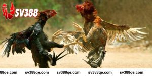 Cách xem dáng gà chọi rất quan trọng đối với người chơi