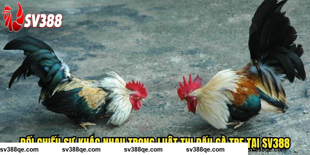 Đối chiếu sự khác nhau trong luật thi đấu gà tre tại SV388