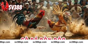 Gà Đá Đòn Độc SV388 - Top 7 Chiêu Thức Khiến Đối Thủ Bay Màu