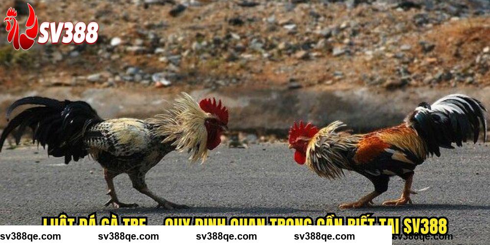 Luật Đá Gà Tre SV388 - Khám Phá Quy Định Quan Trọng Cần Biết