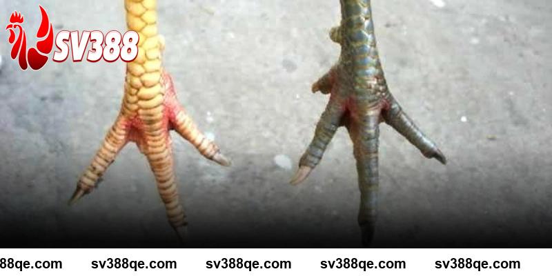 Nhận biết vảy gà tứ quý phủ địa SV388