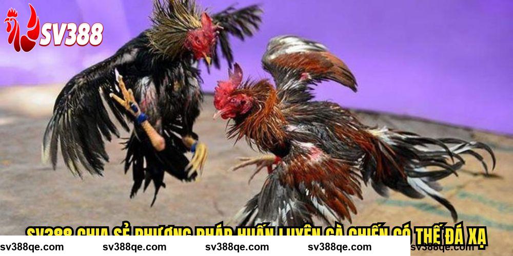 SV388 chia sẻ phương pháp huấn luyện gà chiến có thế đá xạ