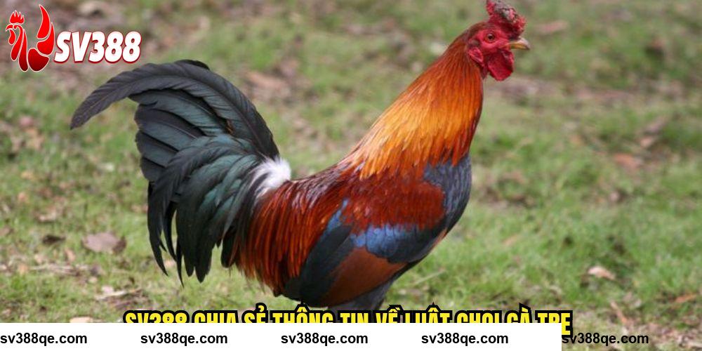 SV388 chia sẻ thông tin về luật chọi gà tre