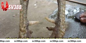 SV388 Đánh Giá Lực Chiến Của Vảy Gà Ngũ Quỷ: Thật Hay Đồn