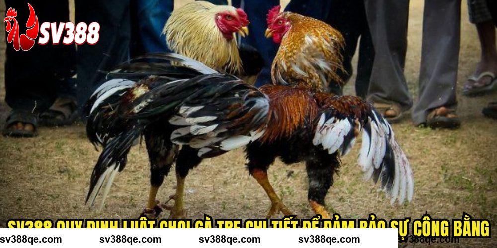 SV388 quy định luật chọi gà tre chi tiết để đảm bảo sự công bằng