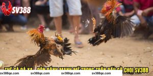 Thế Gà Đá Xạ SV388 - Đòn Đánh Mạnh Mẽ Trong Trận Đấu Gà Chọi