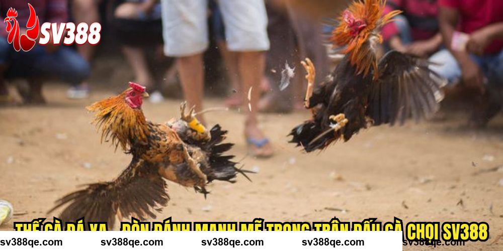 Thế Gà Đá Xạ SV388 - Đòn Đánh Mạnh Mẽ Trong Trận Đấu Gà Chọi