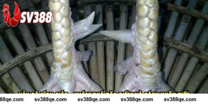 Vảy Gà Kích Giáp SV388 - Khám Phá Đặc Điểm Và Cách Nhận Biết