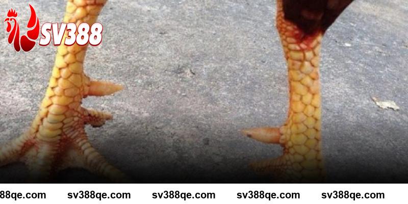 Vảy gà tứ quý phủ địa SV388