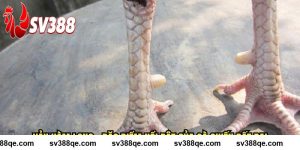 Vảy Hàm Long SV388 - Đặc Điểm Nổi Bật Của Gà Chiến Bất Bại