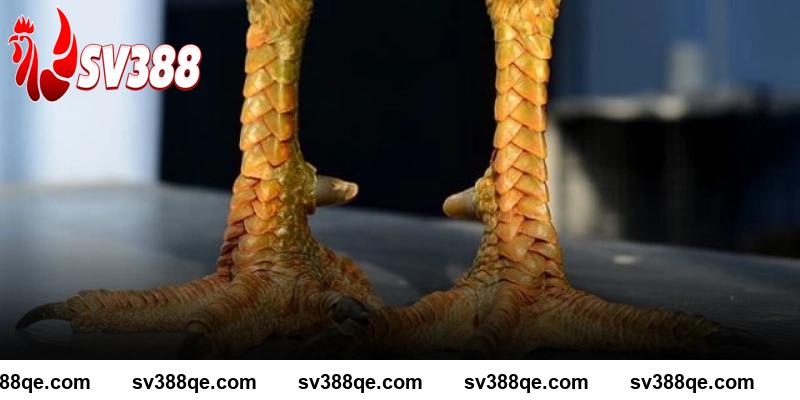 Vì sao vảy gà tứ quý phủ địa đặc biệt SV388
